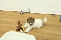 Gumdrop, a female Maltipoo for sale in Hickory, NC – Photo 5 of 10