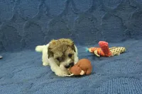 Gumdrop, a female Maltipoo for sale in Hickory, NC – Photo 7 of 10