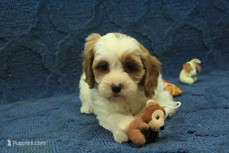 Freddy – Cavapoo puppy for sale in Hickory, NC