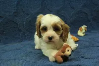 Freddy, a male Cavapoo for sale in Hickory, NC – 1 of 8