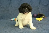 Gia, a female Poodle - Toy  for sale in Hickory, NC – 7 of 10