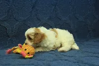 Freddy, a male Cavapoo for sale in Hickory, NC – 7 of 8
