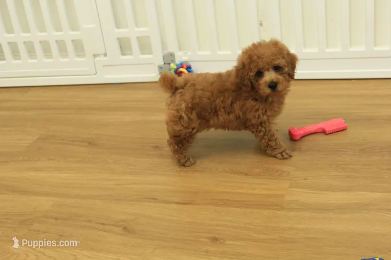 Tucker – Poodle - Toy  puppy for sale in Hickory, NC
