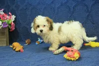 Rocky, a male Cavachon for sale in Hickory, NC – 2 of 10