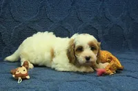 Freddy, a male Cavapoo for sale in Hickory, NC – 6 of 8