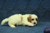 Freddy, a male Cavapoo for sale in Hickory, NC – 4 of 8