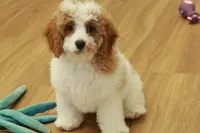 processed/478e0625-a61e-4667-8eb8-9f62e754dc14/listing/0f98c7dc-d26c-44f7-8b2b-5a5216dce9e1/29e42e04-4f7f-4e7e-98b0-9959ed12f259