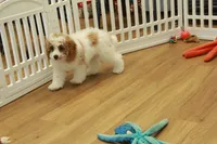 processed/478e0625-a61e-4667-8eb8-9f62e754dc14/listing/0f98c7dc-d26c-44f7-8b2b-5a5216dce9e1/45947cc7-1dc3-49bf-8ebf-2a68dd5716d1