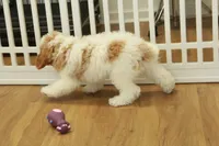 processed/478e0625-a61e-4667-8eb8-9f62e754dc14/listing/0f98c7dc-d26c-44f7-8b2b-5a5216dce9e1/915fd38e-67d9-48f0-9eea-27907f4bb2fd