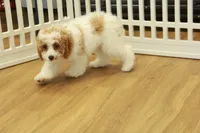 processed/478e0625-a61e-4667-8eb8-9f62e754dc14/listing/0f98c7dc-d26c-44f7-8b2b-5a5216dce9e1/e1e15aa0-b1d1-4884-a8a0-30eaa438dacd