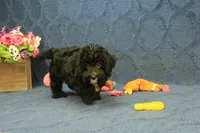 Oreo, a male Cavachon for sale in Hickory, NC – 6 of 10