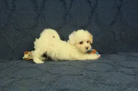 Scott, a male Maltipoo for sale in Hickory, NC – 5 of 10