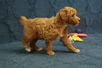 Glory, a female Poodle - Toy  for sale in Hickory, NC – 3 of 10
