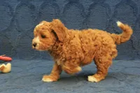 Patches, a male Cavapoo and Poodle - Toy  for sale in Hickory, NC – 6 of 10
