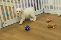 Violet F1B, a female Cavapoo and Poodle - Toy  for sale in Hickory, NC – 9 of 10