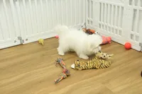 Twinkle Toes, a female Maltese for sale in Hickory, NC – Photo 4 of 10