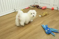 Twinkle Toes, a female Maltese for sale in Hickory, NC – Photo 2 of 10