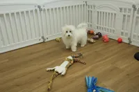 Twinkle Toes, a female Maltese for sale in Hickory, NC – Photo 10 of 10