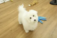 Twinkle Toes, a female Maltese for sale in Hickory, NC – Photo 3 of 10
