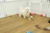 Twinkle Toes, a female Maltese for sale in Hickory, NC – Photo 7 of 10