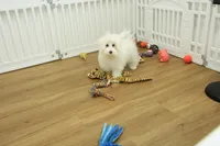 Twinkle Toes, a female Maltese for sale in Hickory, NC – Photo 6 of 10