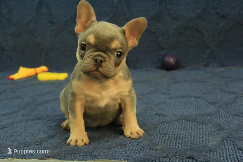 Fred – French Bulldog puppy for sale in Hickory, NC