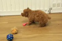 Tucker, a male Poodle - Toy  for sale in Hickory, NC – 6 of 10