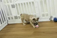 Tate, a male French Bulldog for sale in Hickory, NC – 5 of 10