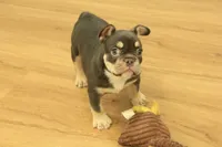 Rover, a male French Bulldog for sale in Hickory, NC – 3 of 10