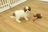 Scooter, a male Cavapoo for sale in Hickory, NC – 9 of 10