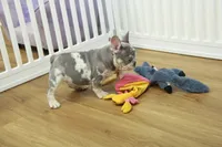 Wrangler, a male French Bulldog for sale in Hickory, NC – 2 of 10