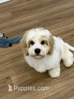 Milo – Cavachon puppy for sale in Hickory, NC