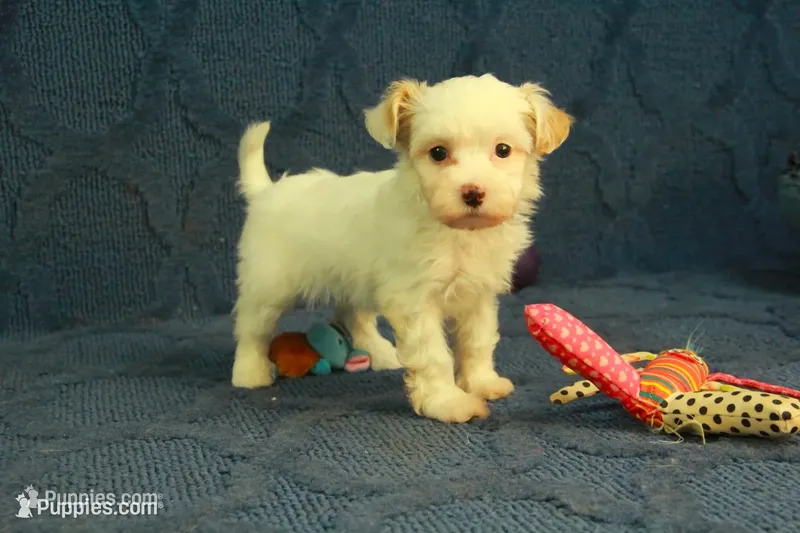 Cassidy, a female Maltipoo for sale in Hickory, NC – 1 of 10