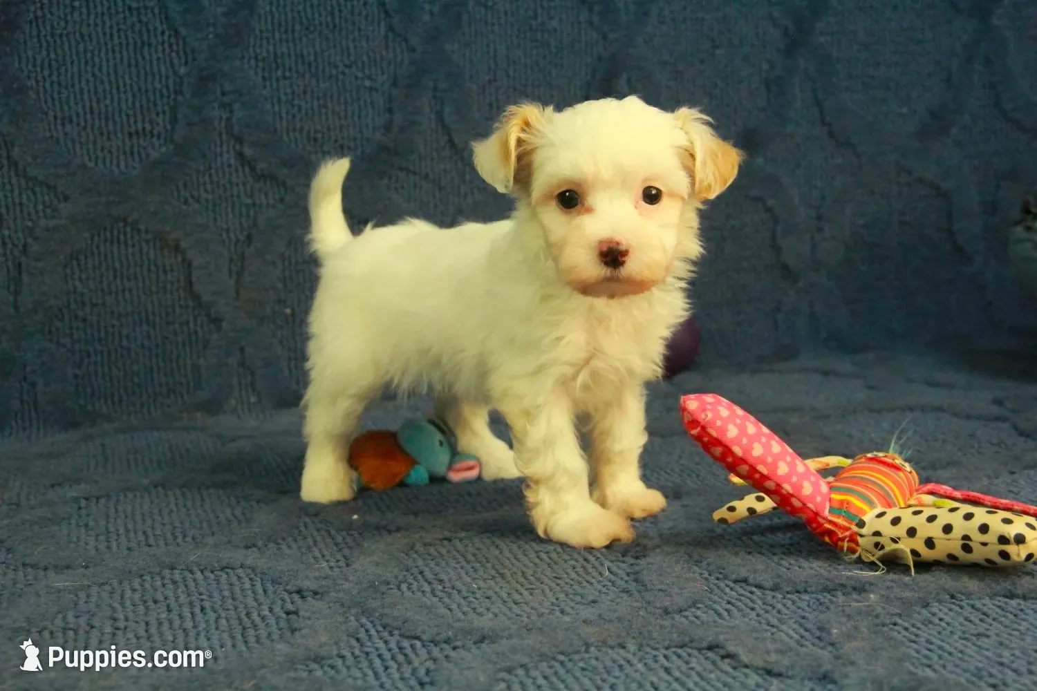 Cassidy, a female Maltipoo for sale in Hickory, NC – 1 of 10