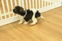 Scout, a male Cavapoo for sale in Hickory, NC – 10 of 10