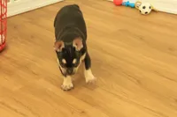 Wilma, a female French Bulldog for sale in Hickory, NC – 7 of 10