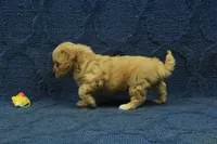 Sebastian F1B, a male Cavapoo for sale in Hickory, NC – 10 of 10
