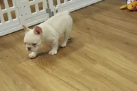 Cowboy, a male French Bulldog for sale in Hickory, NC – 4 of 10