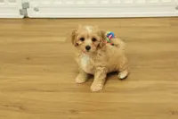 Sebastian F1B, a male Cavapoo and Poodle - Toy  for sale in Hickory, NC – 7 of 10
