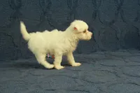 Callie, a female Maltipoo for sale in Hickory, NC – 8 of 9