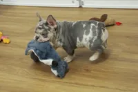 Wrangler, a male French Bulldog for sale in Hickory, NC – 5 of 10