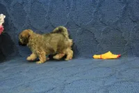 Suri, a female Maltipoo for sale in Hickory, NC – 6 of 9