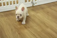 Cowboy, a male French Bulldog for sale in Hickory, NC – 6 of 10