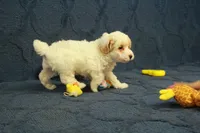 Grace, a female Poodle - Toy  for sale in Hickory, NC – 7 of 10