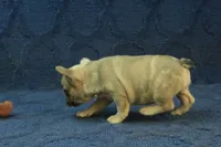 Paisley, a female French Bulldog for sale in Hickory, NC – 8 of 10