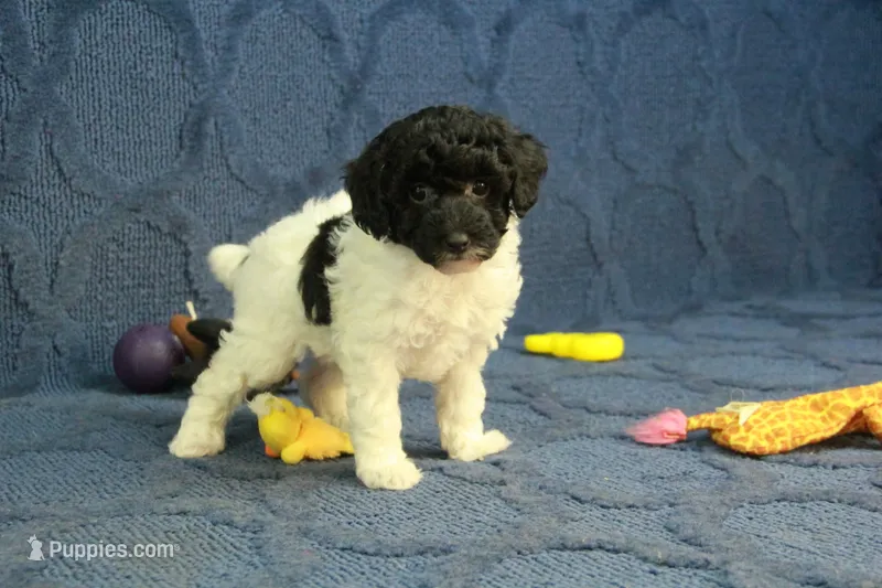 Gia – Poodle - Toy  puppy for sale in Hickory, NC