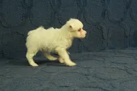 Callie, a female Maltipoo for sale in Hickory, NC – 2 of 9