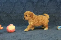 Penny, a female Cavapoo and Poodle - Toy  for sale in Hickory, NC – 3 of 9