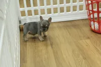 Fred, a male French Bulldog for sale in Hickory, NC – 5 of 8
