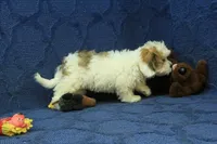 Rocky, a male Cavachon for sale in Hickory, NC – 5 of 10